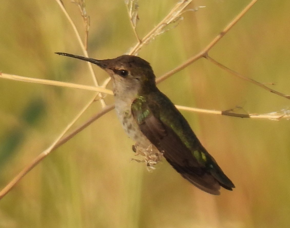 Colibrí de Anna - ML624204991