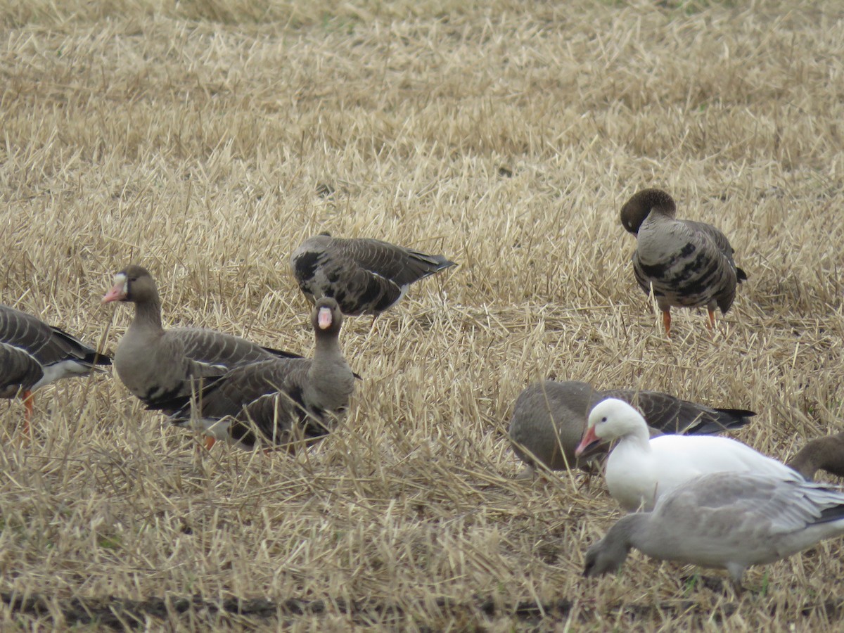 Greater White-fronted Goose - ML624204994