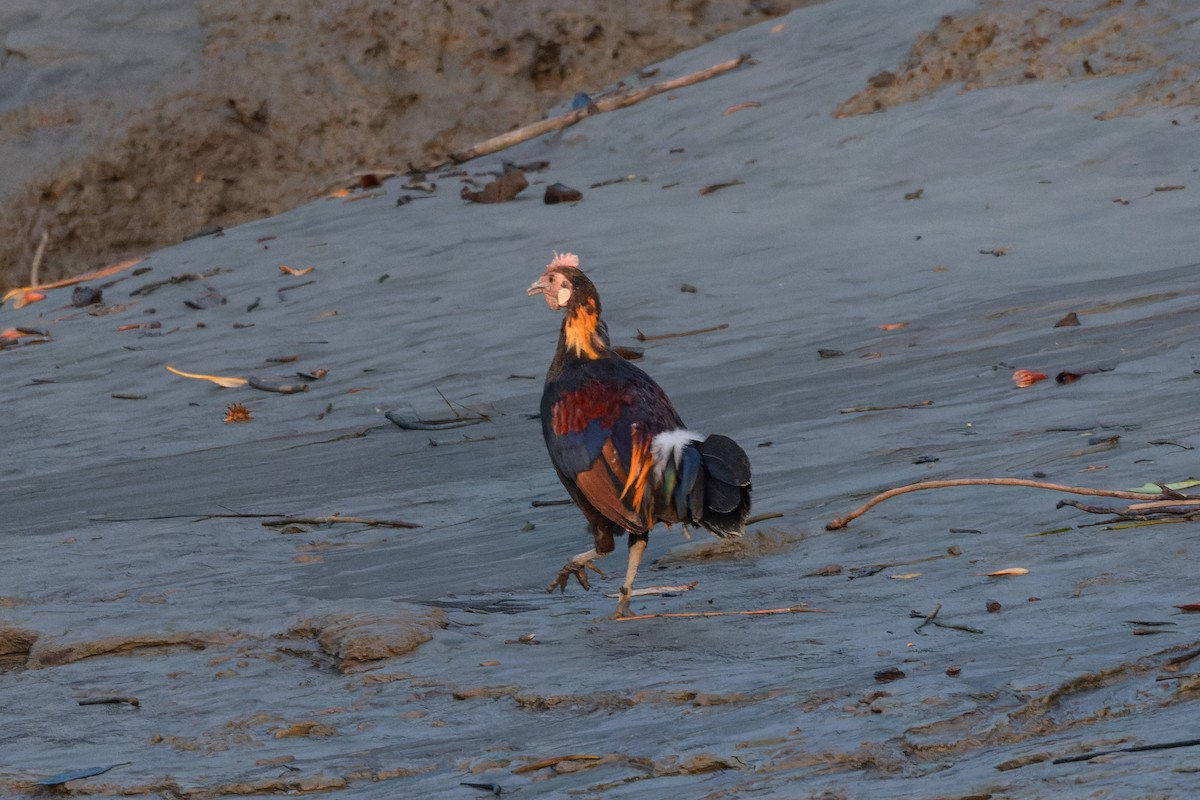 Red Junglefowl - ML624205029