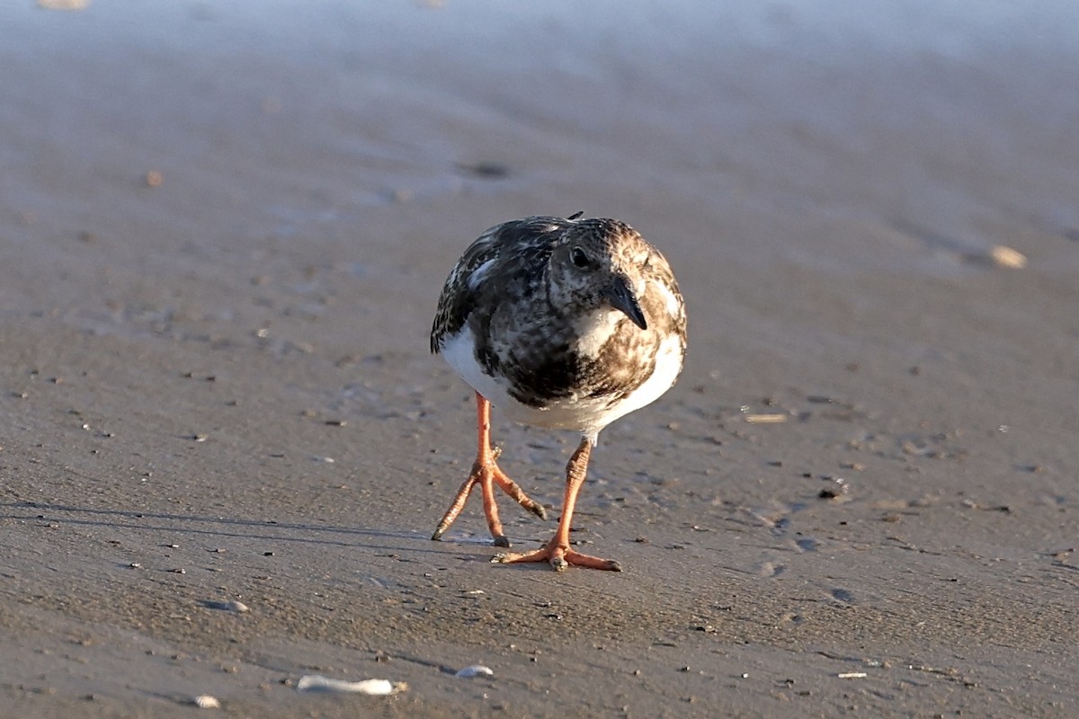 Ruddy Turnstone - ML624205037