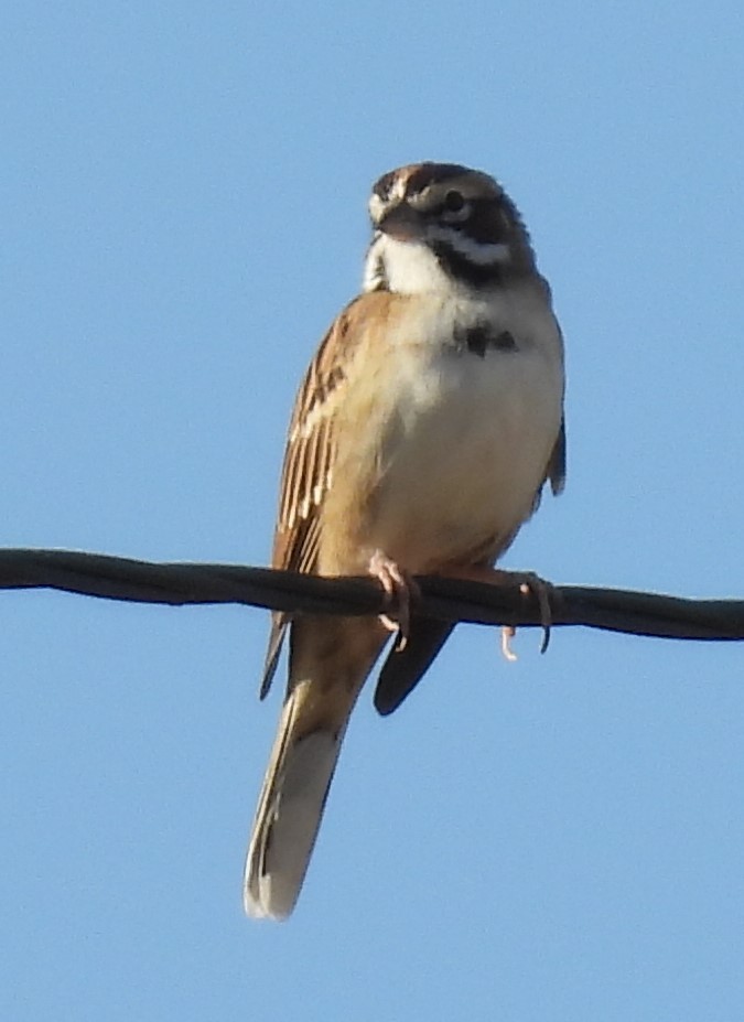 Lark Sparrow - Julie Furgason