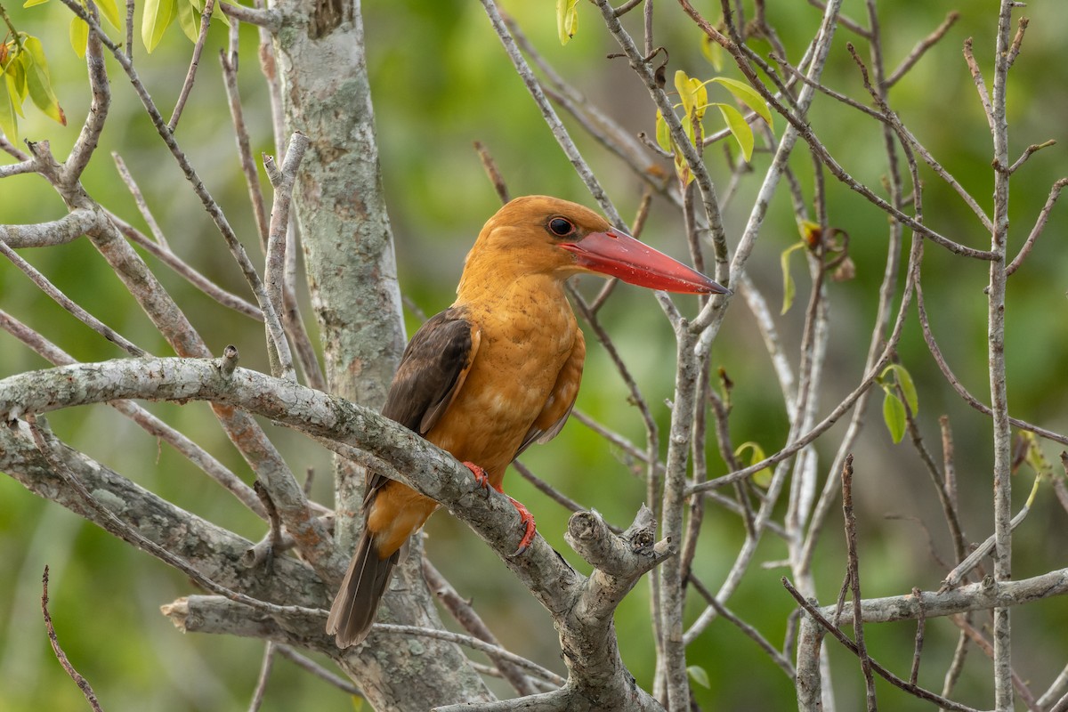 Brown-winged Kingfisher - ML624205061