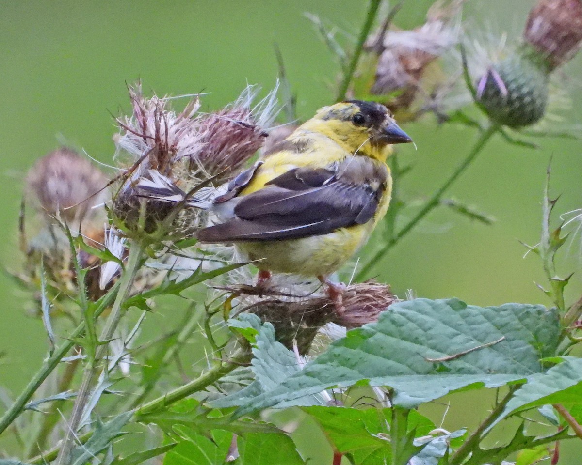 American Goldfinch - ML624205077