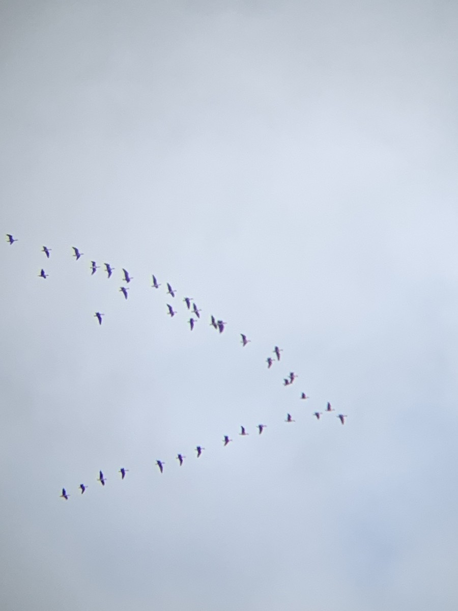 Greater White-fronted Goose - Alex Young