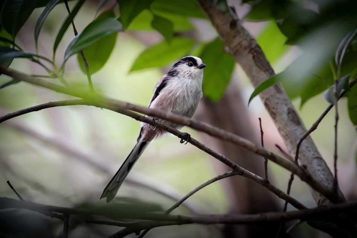 Long-tailed Tit - Trevor Evans