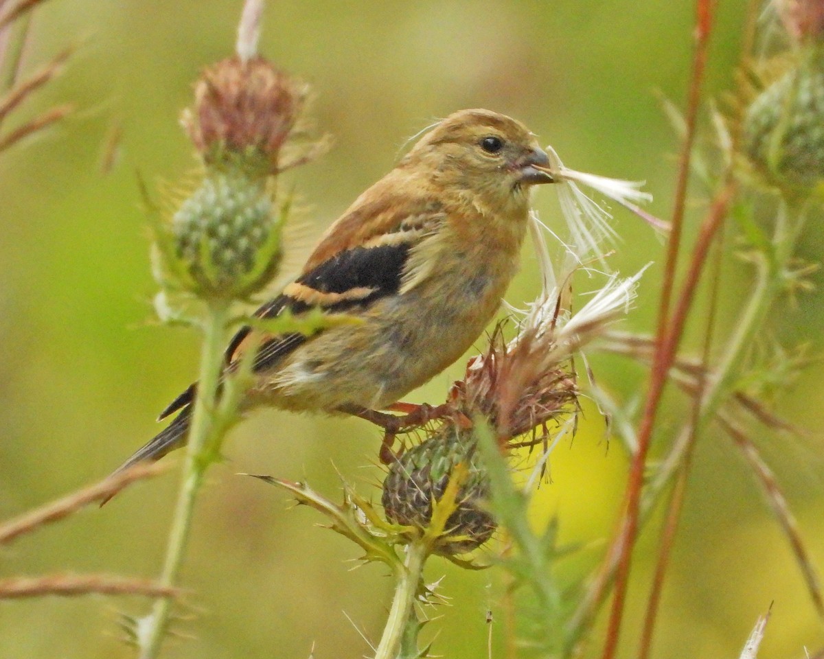 American Goldfinch - ML624205116