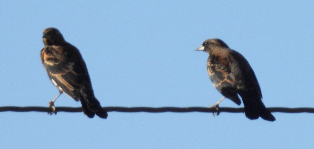 Red-winged Blackbird - ML624205126