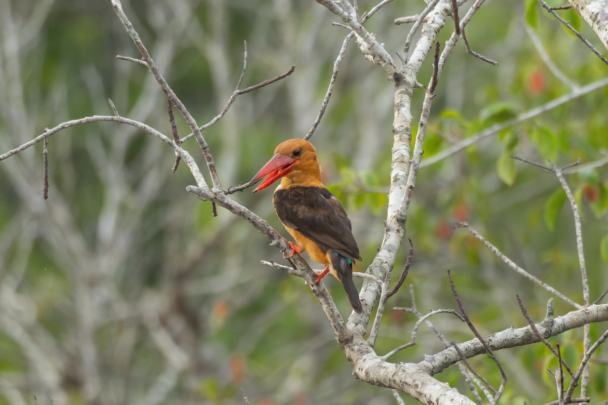 Brown-winged Kingfisher - ML624205127