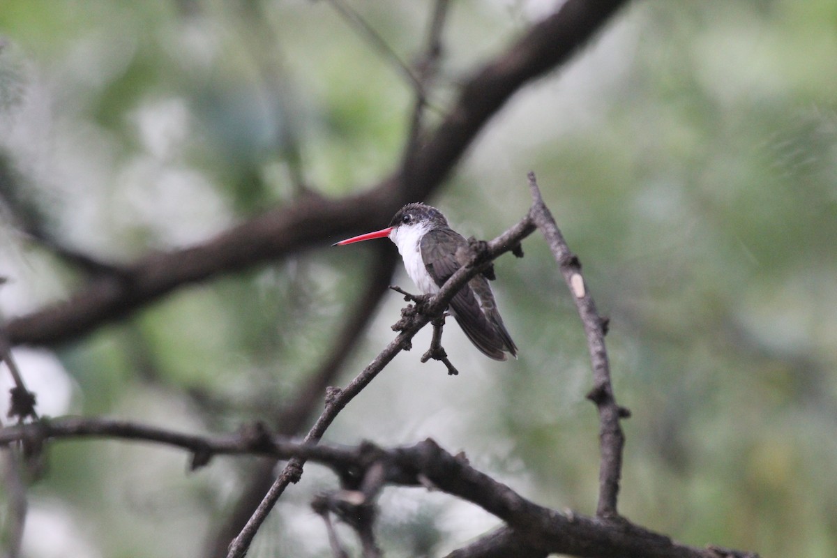 Broad-billed Hummingbird - ML624205130