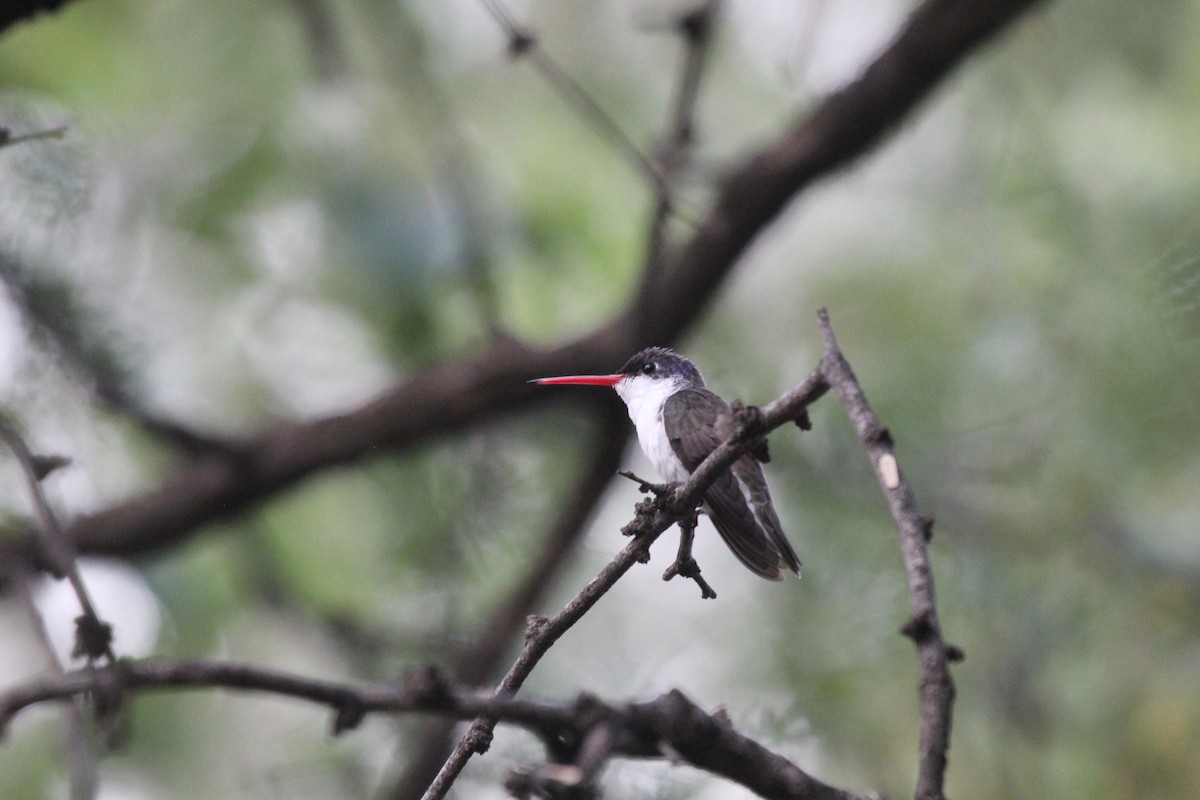 Broad-billed Hummingbird - ML624205131