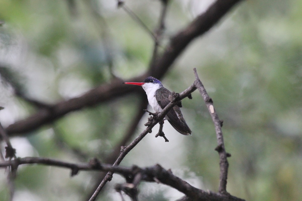 Broad-billed Hummingbird - ML624205132