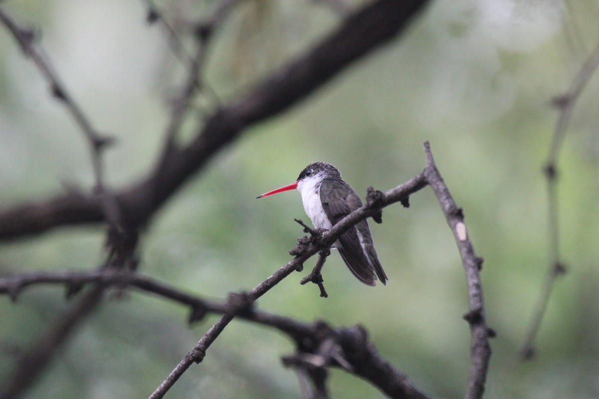 Broad-billed Hummingbird - ML624205133