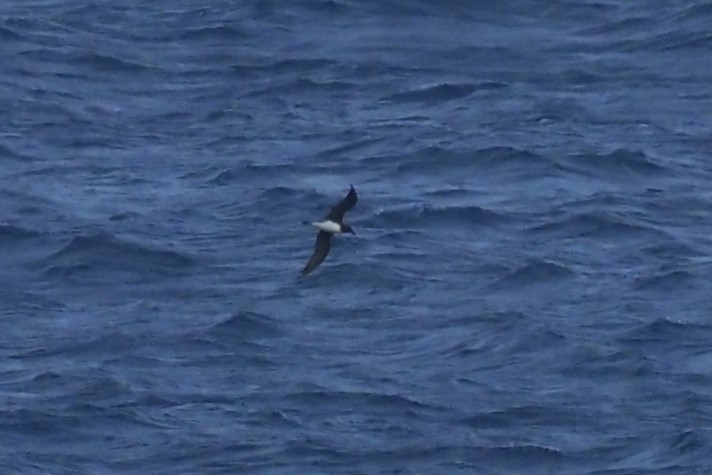 Tahiti Petrel - ML624205148