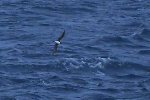 Tahiti Petrel - ML624205149