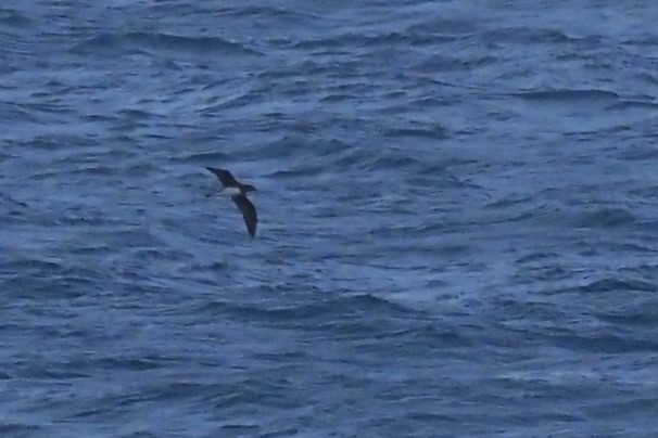 Tahiti Petrel - ML624205150