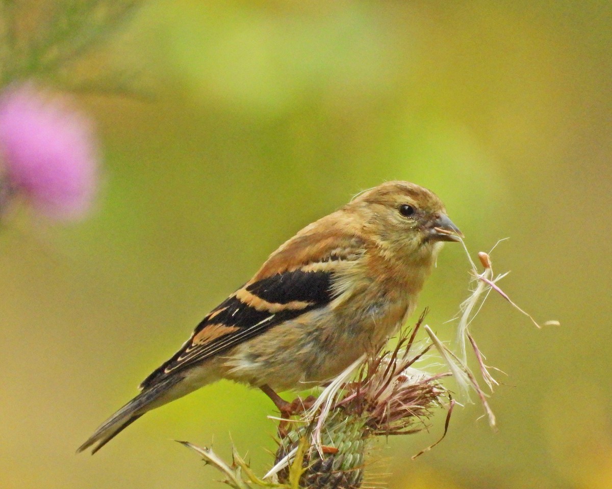 American Goldfinch - ML624205161