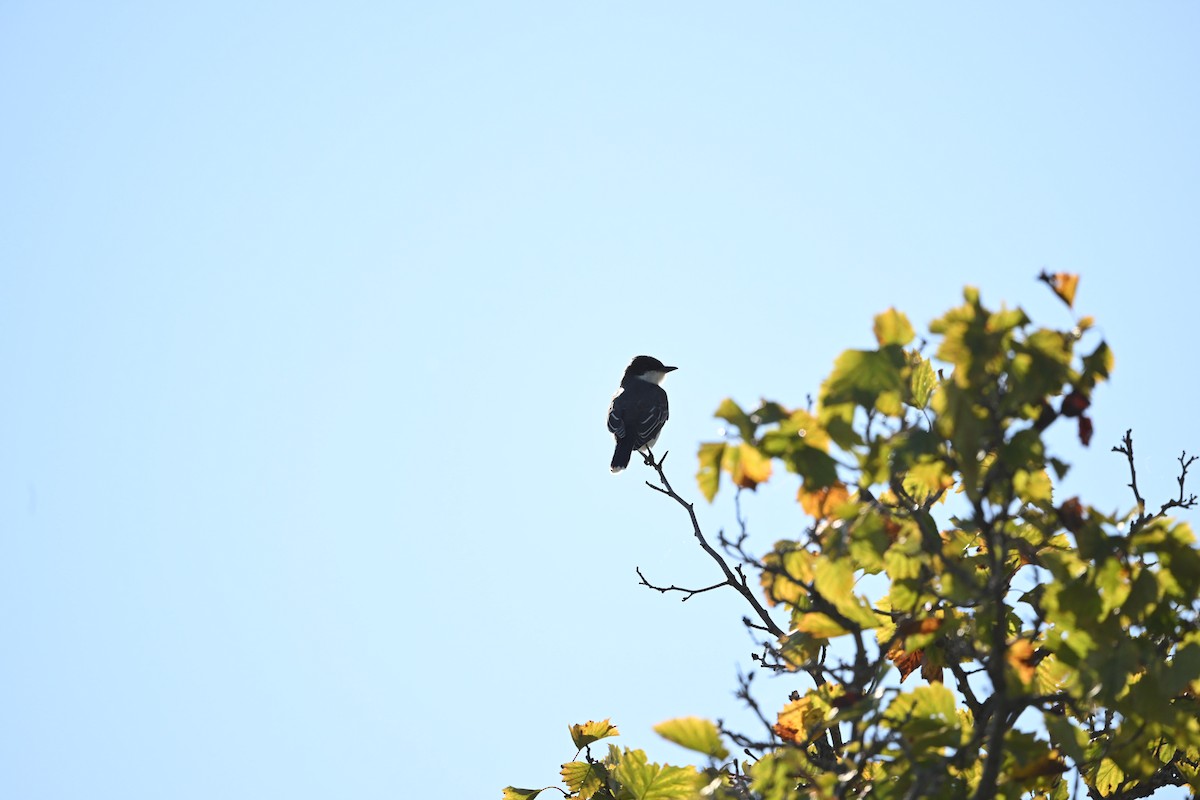 Eastern Kingbird - ML624205175