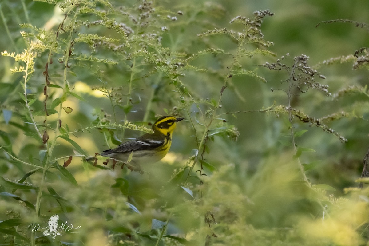 Townsend's Warbler - ML624205176