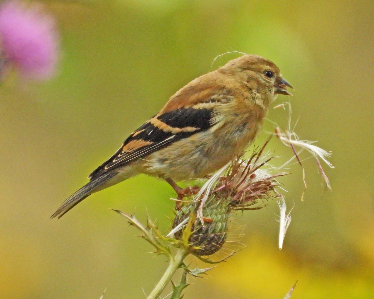 American Goldfinch - ML624205191