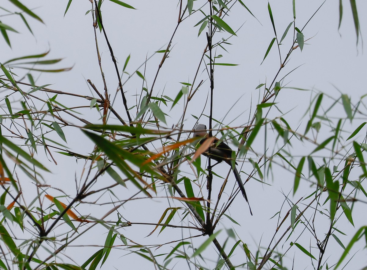 Gray Treepie - Peter Crosson