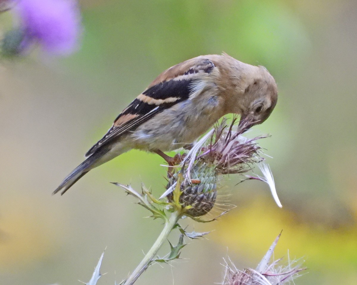 American Goldfinch - Aubrey Merrill