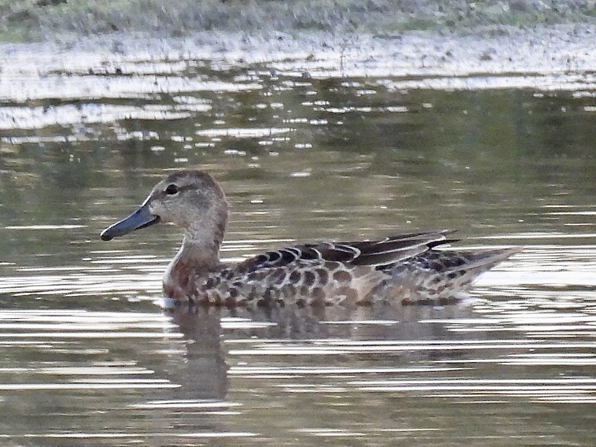 Blue-winged Teal - Isaac Petrowitz