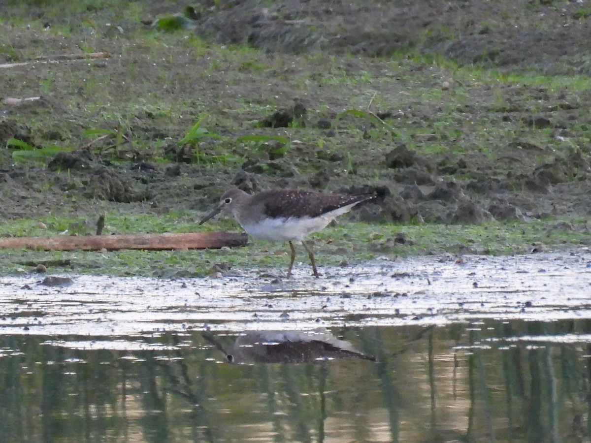 Solitary Sandpiper - Isaac Petrowitz