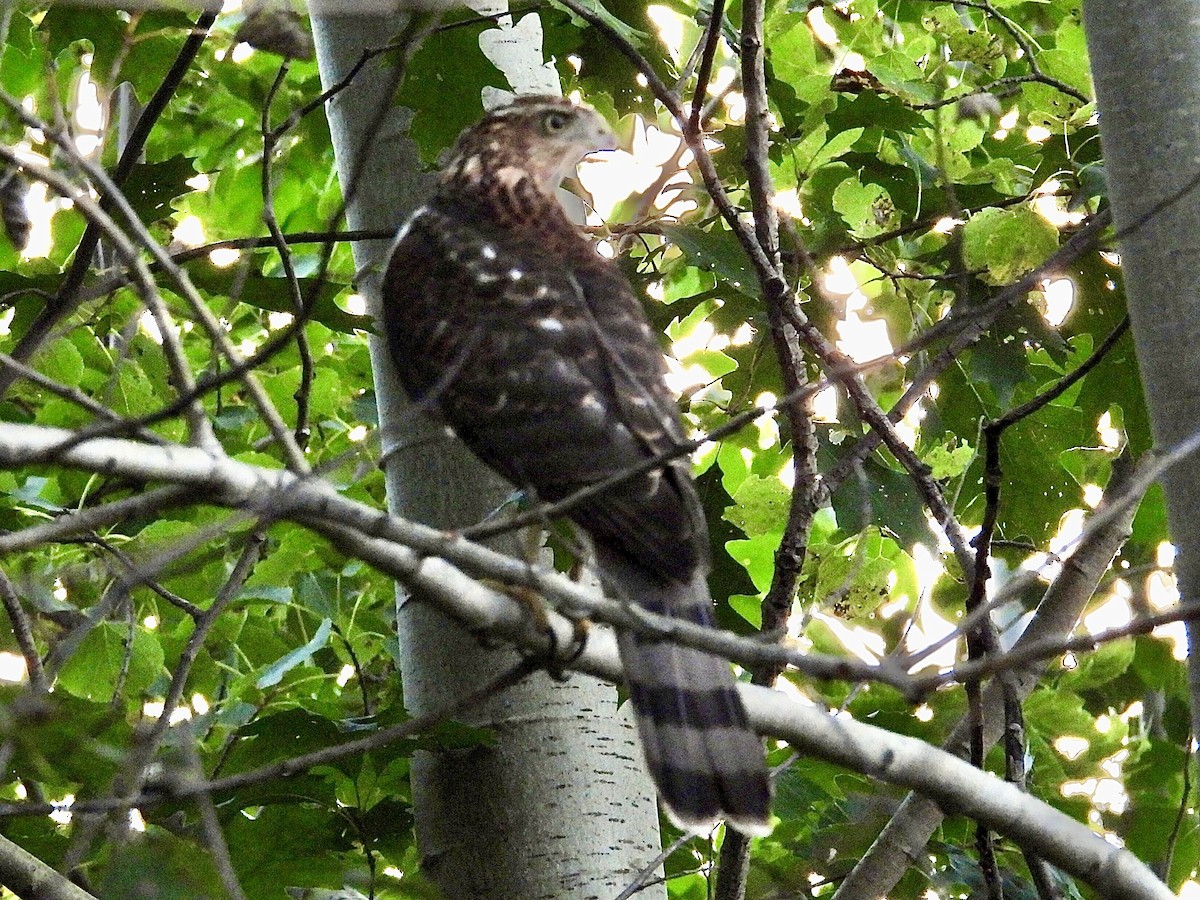 Cooper's Hawk - ML624205208