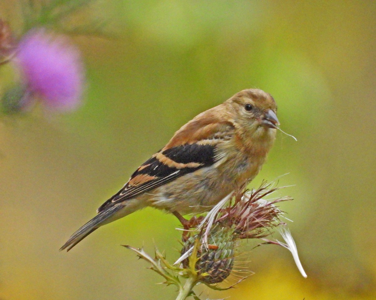 American Goldfinch - Aubrey Merrill