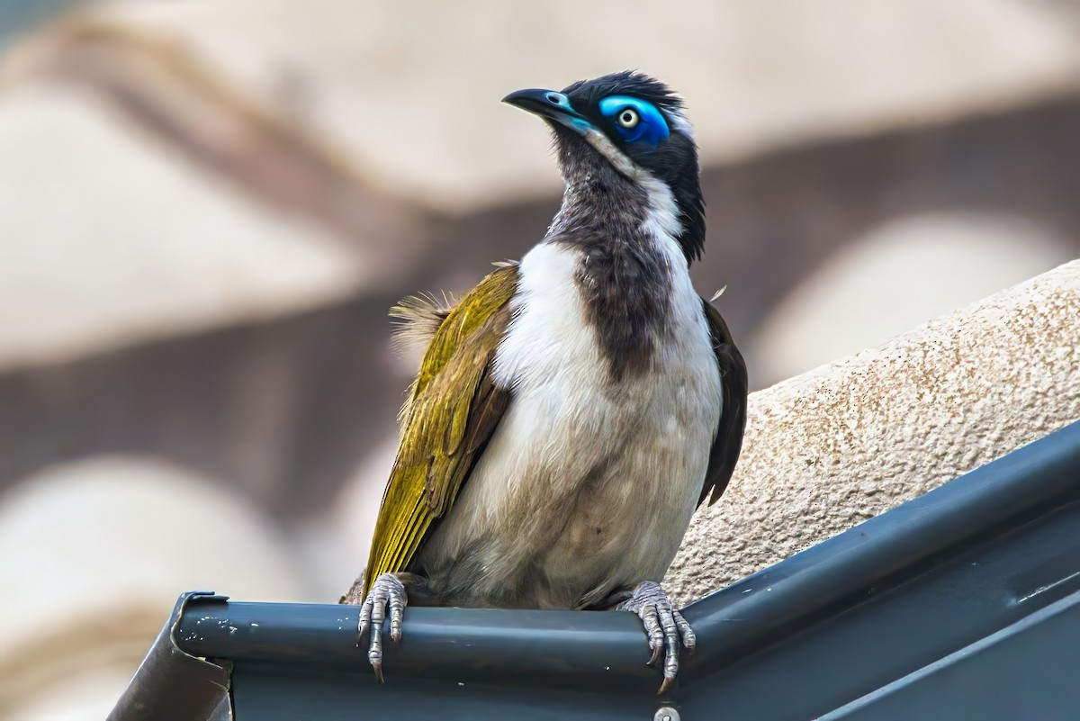 Blue-faced Honeyeater (Blue-faced) - ML624205210