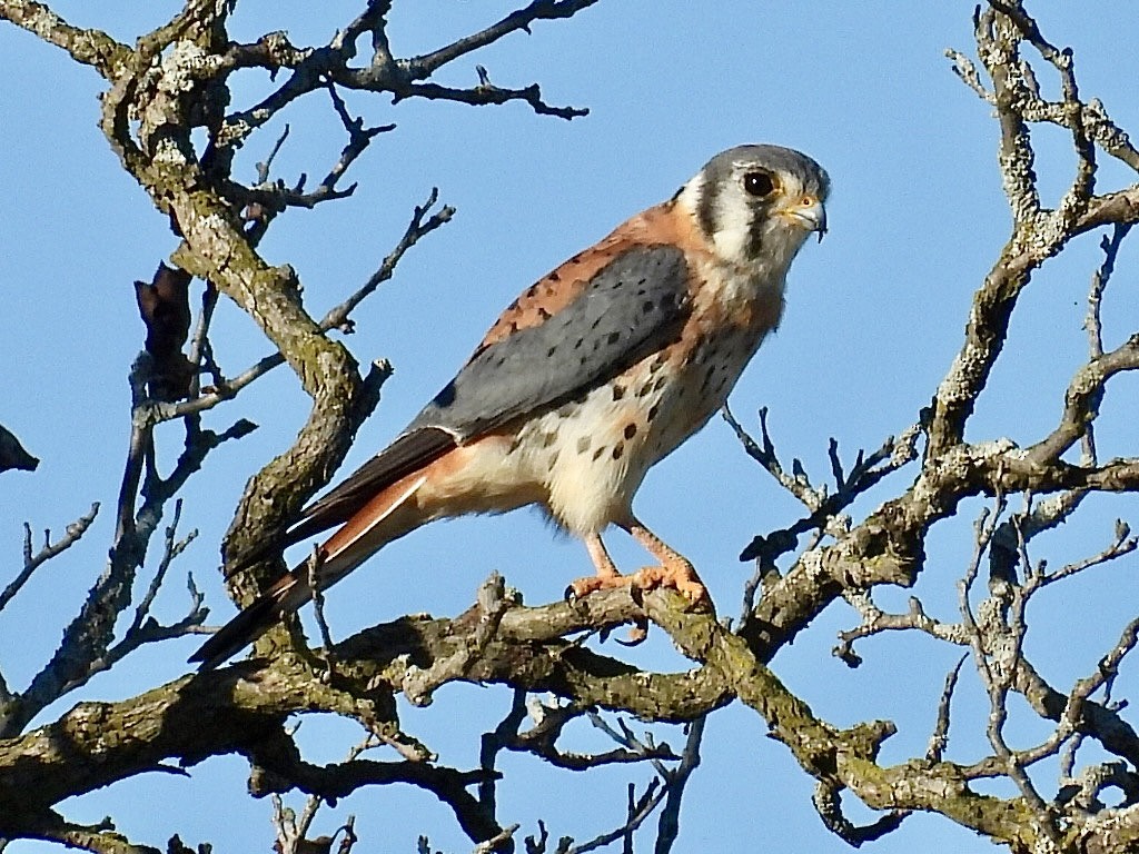 American Kestrel - ML624205211