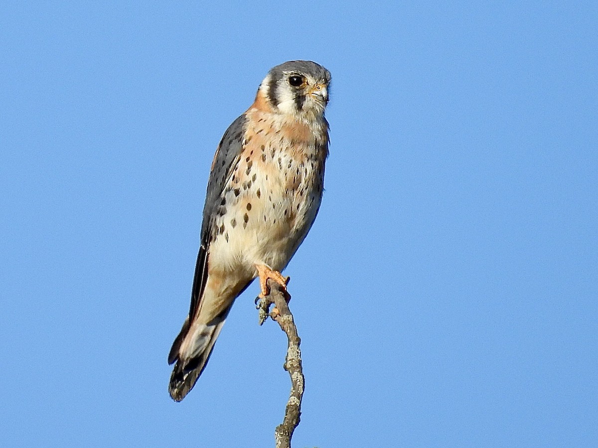 American Kestrel - Isaac Petrowitz