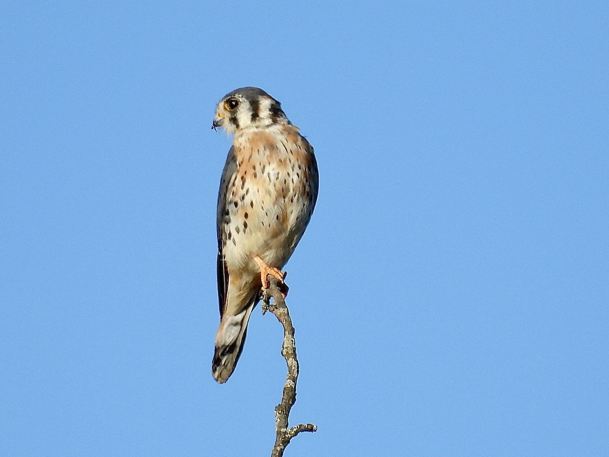 American Kestrel - ML624205213