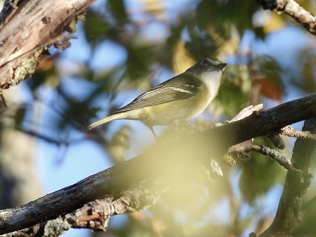 Mavi Başlı Vireo - ML624205215