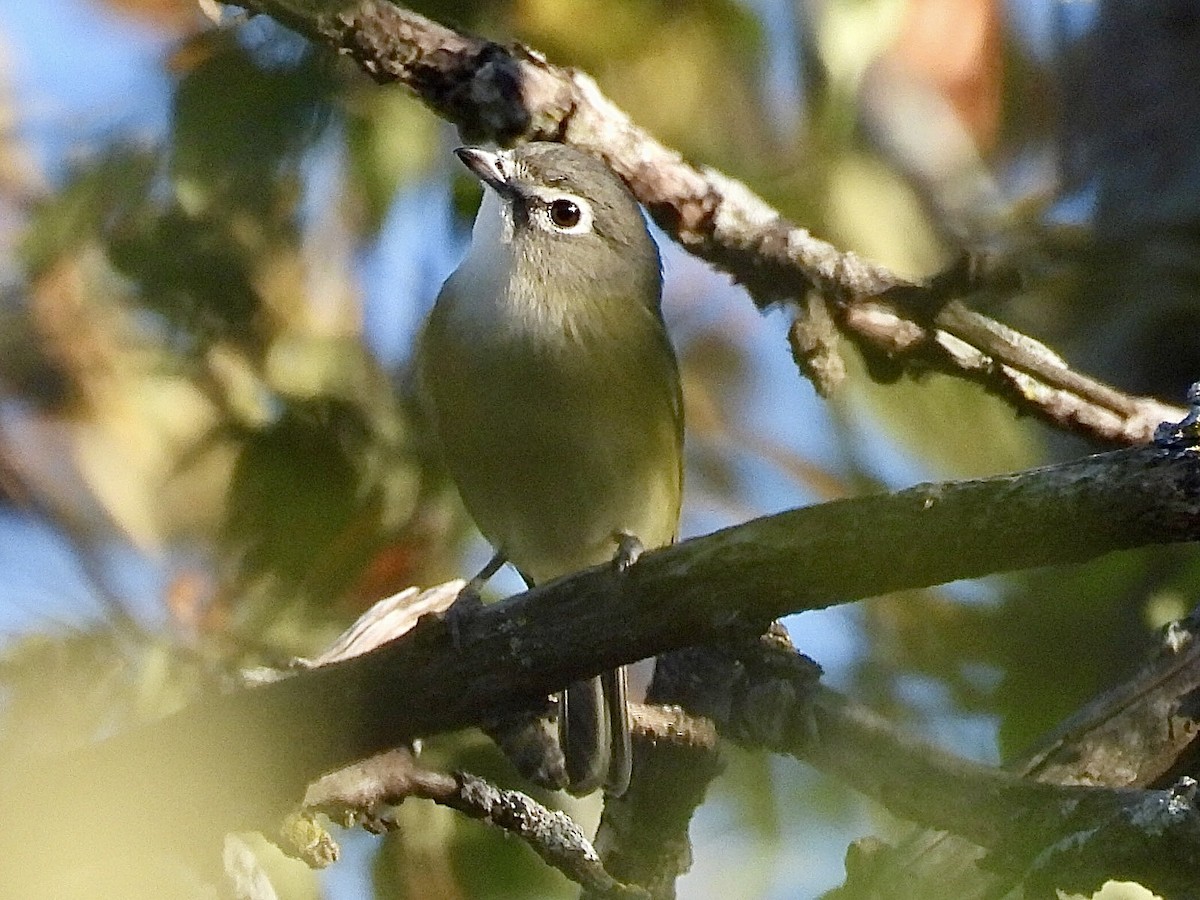 Mavi Başlı Vireo - ML624205216