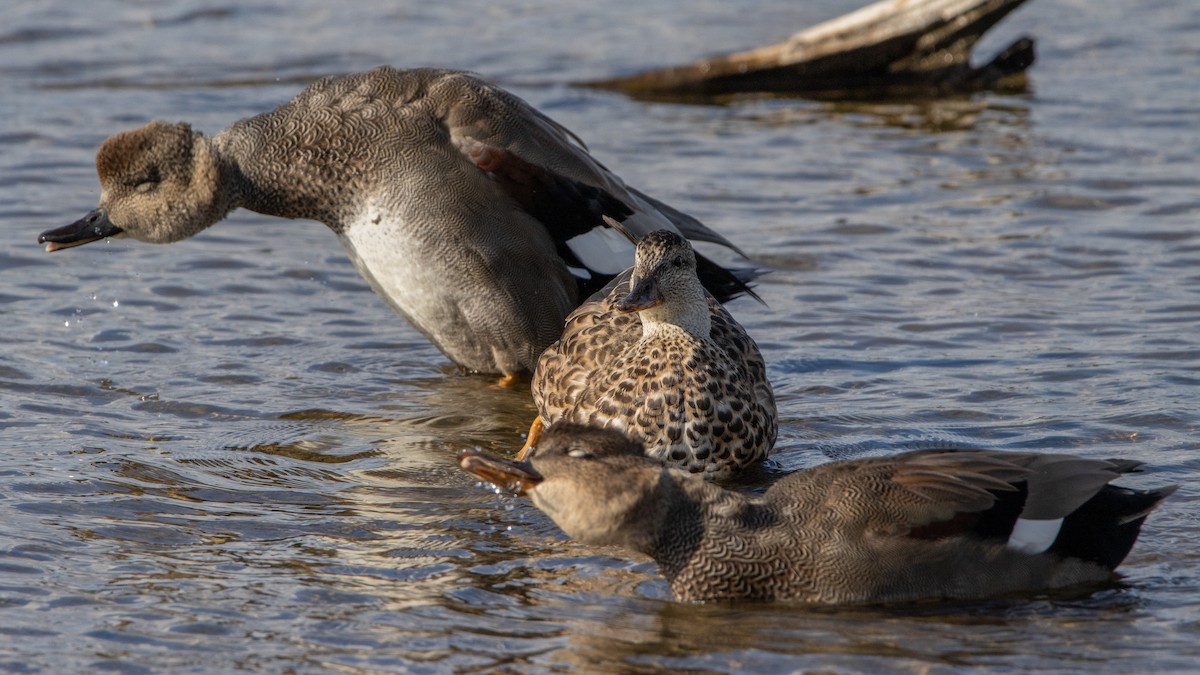 Gadwall - ML624205221