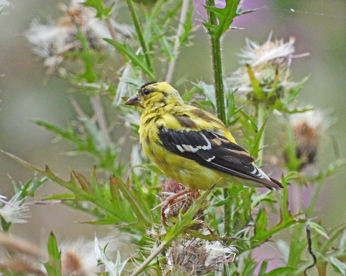 American Goldfinch - ML624205223