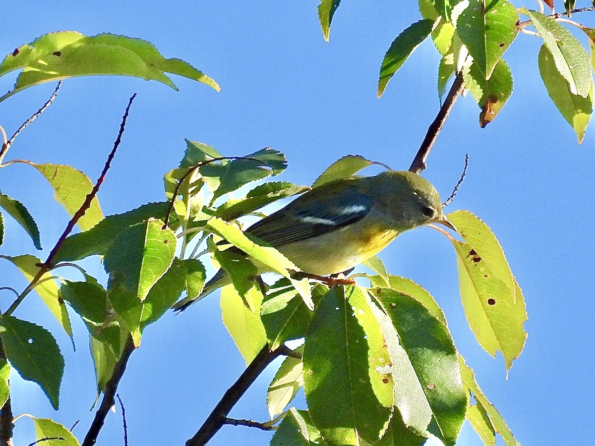 Northern Parula - ML624205238