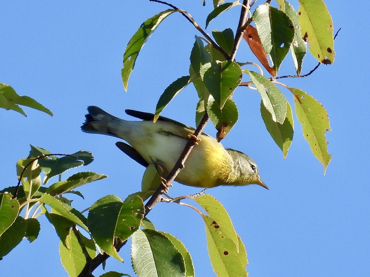 Northern Parula - ML624205239