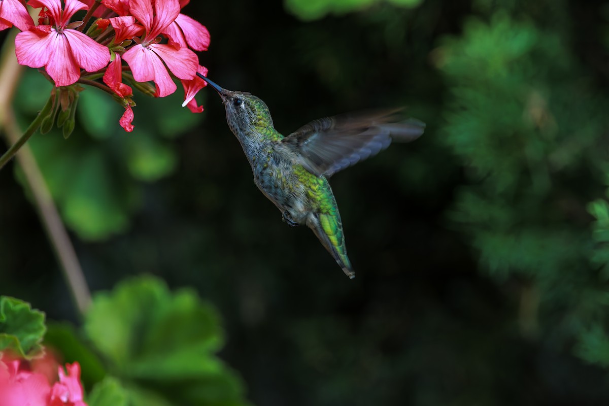 Colibrí de Anna - ML624205247