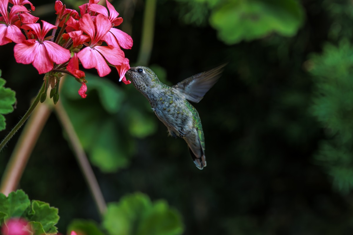 Colibrí de Anna - ML624205248