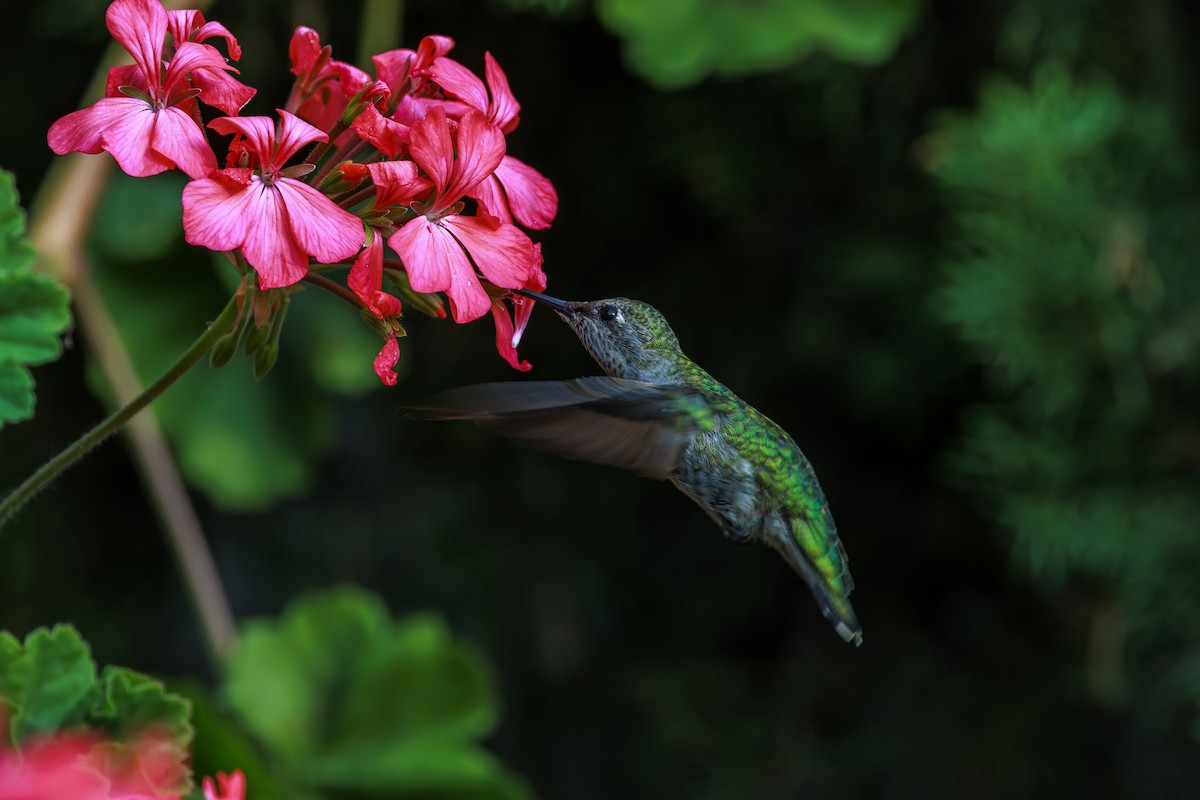 Colibrí de Anna - ML624205249