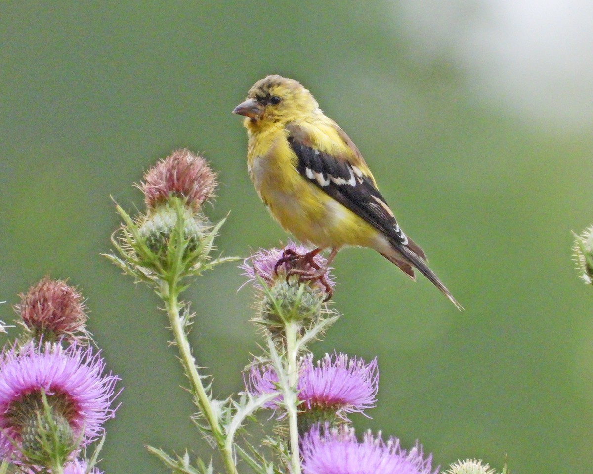 American Goldfinch - ML624205252