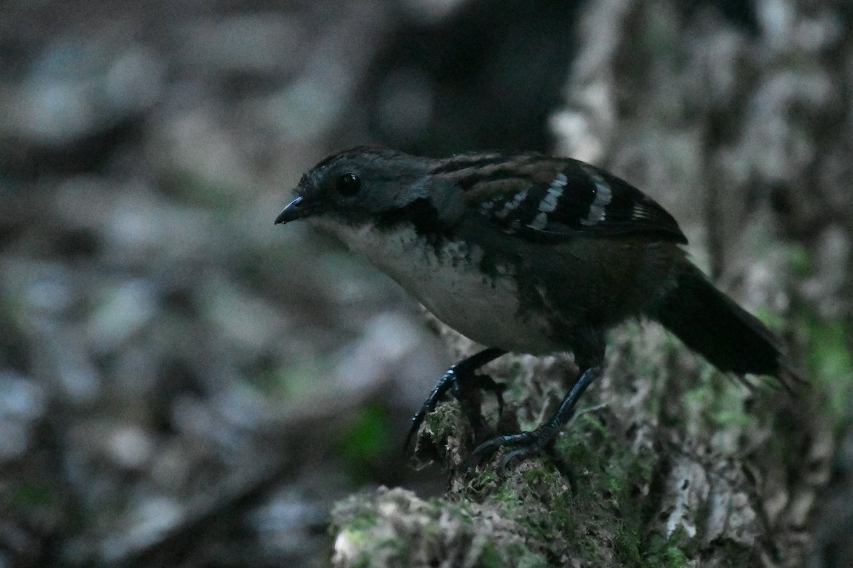 Australian Logrunner - ML624205261