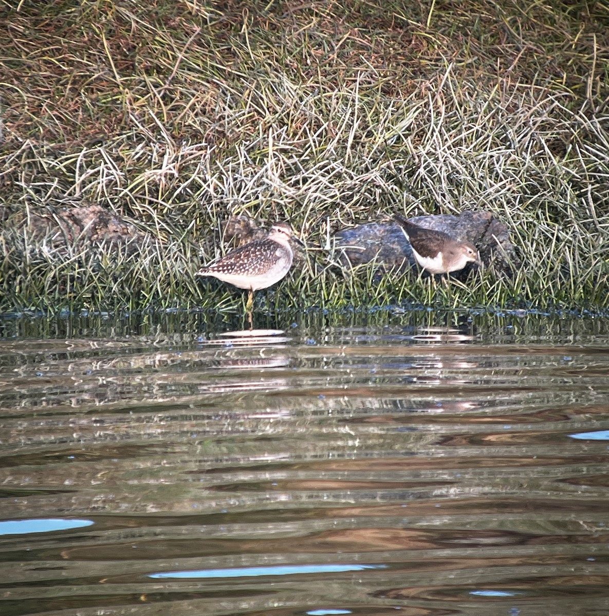 Wood Sandpiper - ML624205278