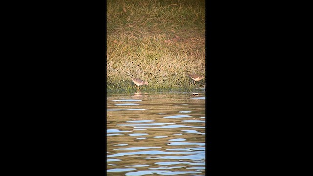 Wood Sandpiper - ML624205279