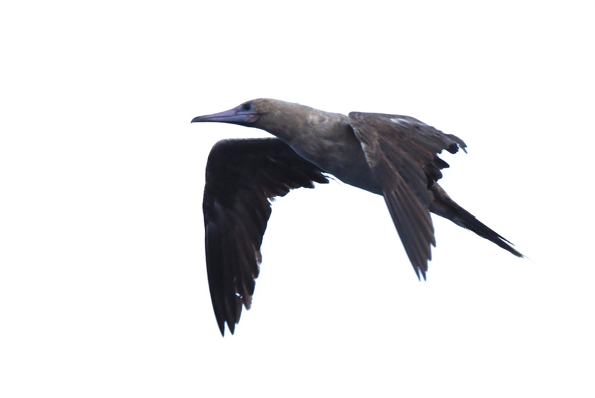 Red-footed Booby - ML624205280