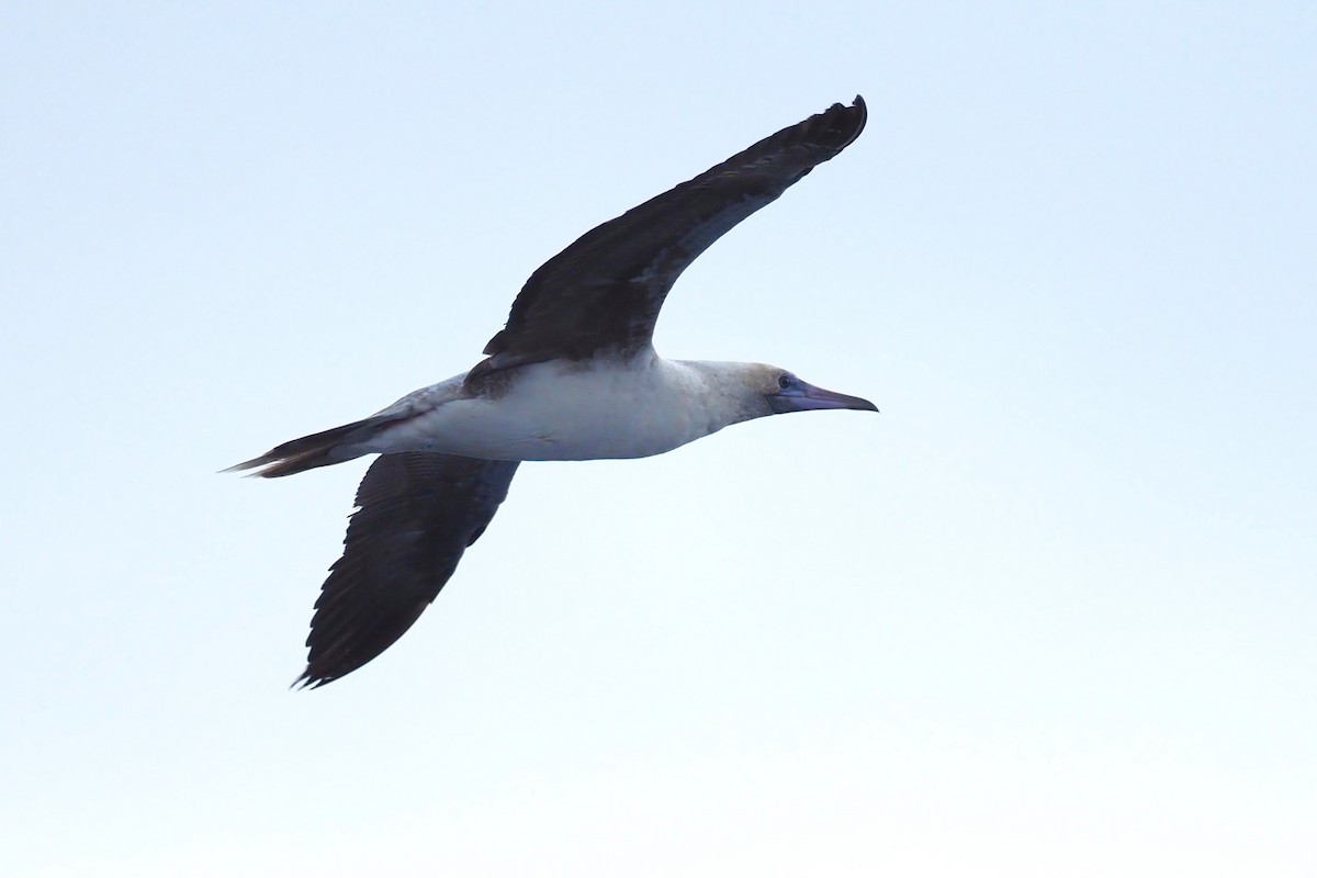 Red-footed Booby - ML624205281