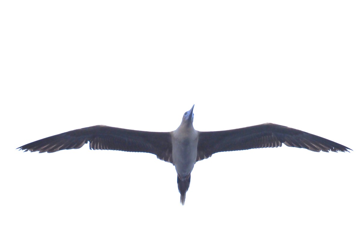 Red-footed Booby - ML624205282