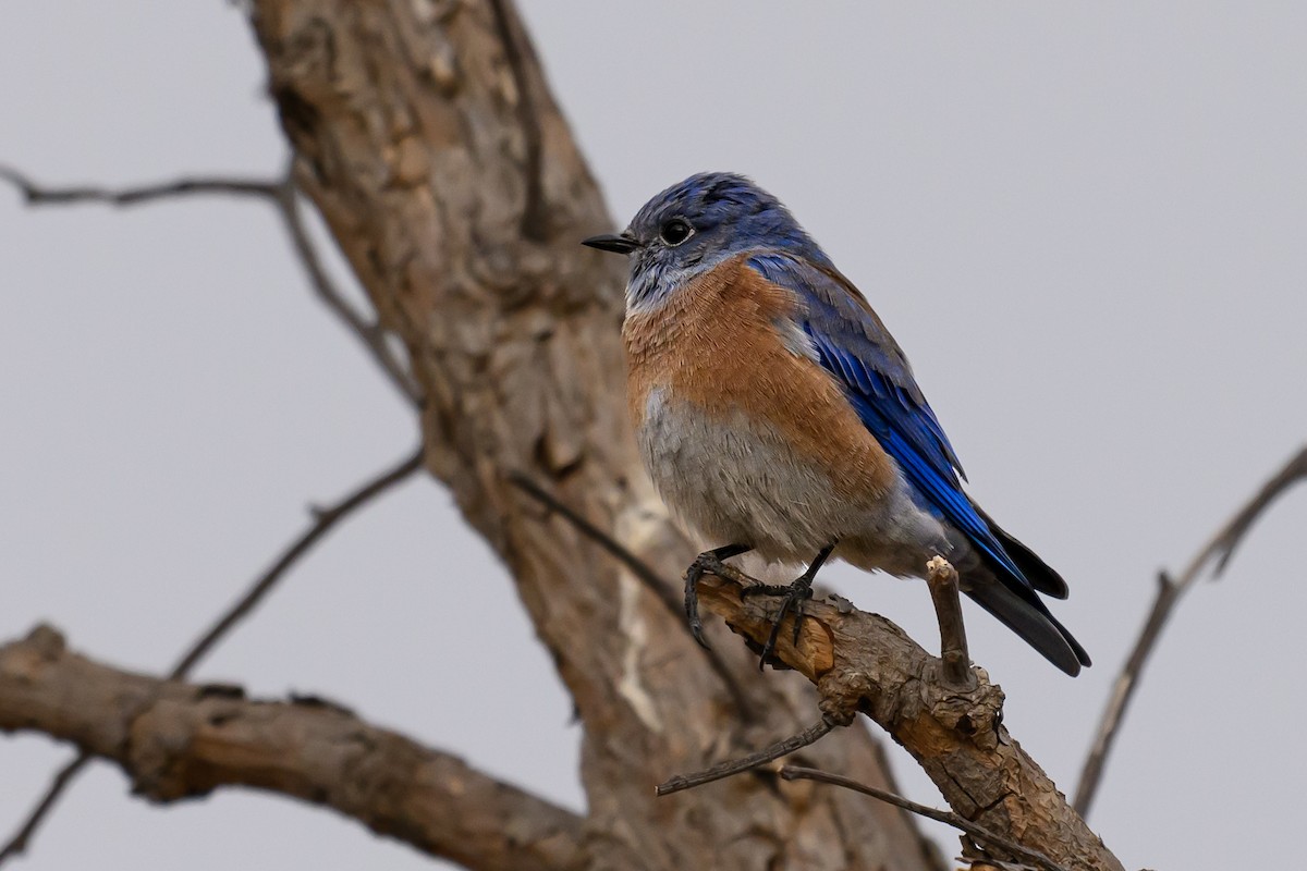 Western Bluebird - ML624205309